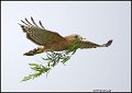 _1SB1755 red-shouldered hawk with nesting material